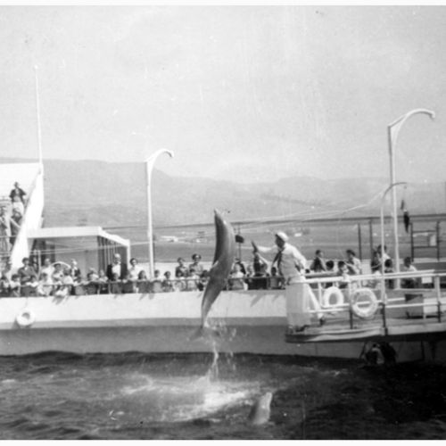 Dauphins